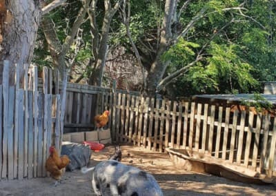 The animal corner with free-roaming chickens and a resident pig